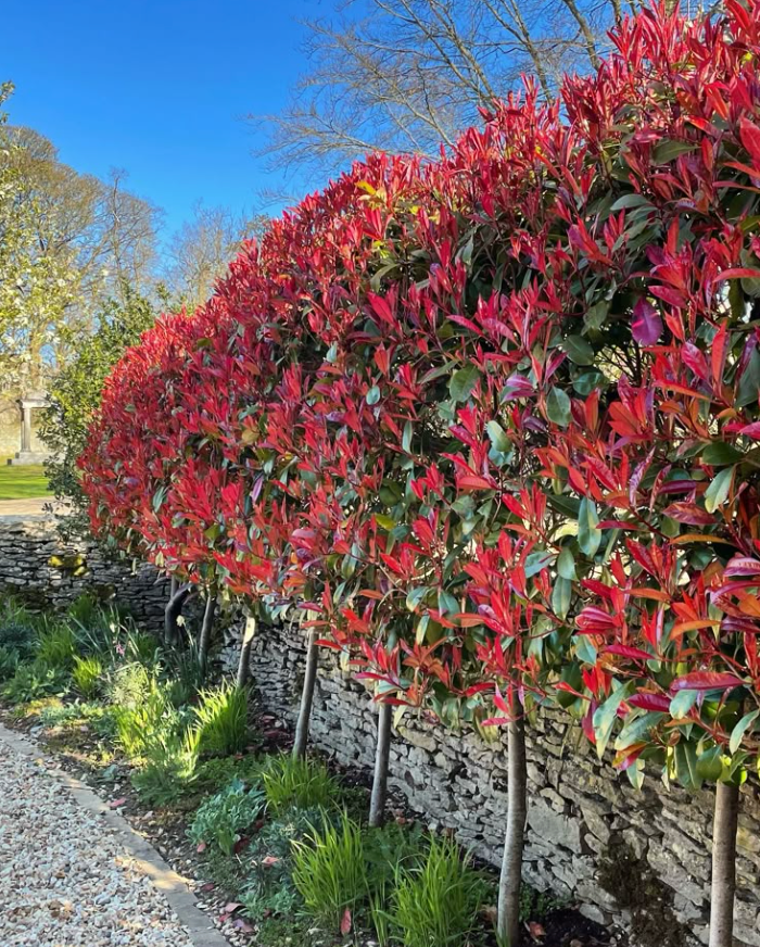 Hedging Plants