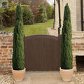 Pair Italian Cypress Trees 1.2 - 1.4m Tall Ornamental Evergreen Shrubs Potted