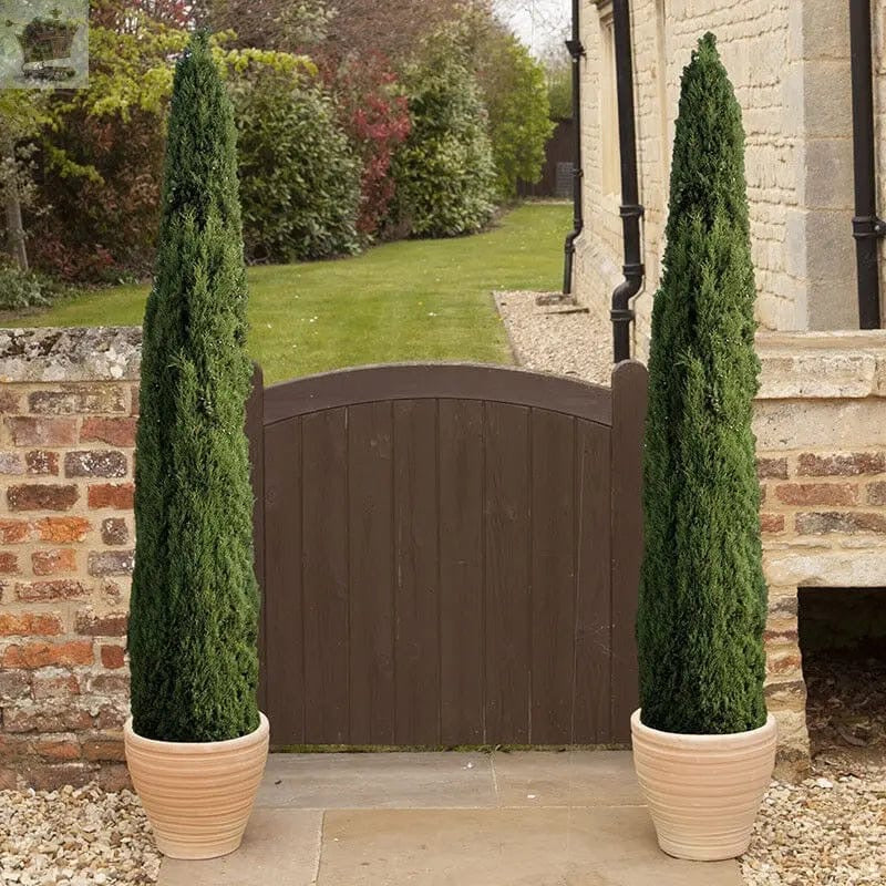 Pair Italian Cypress Trees 1.2 - 1.4m Tall Ornamental Evergreen Shrubs Potted