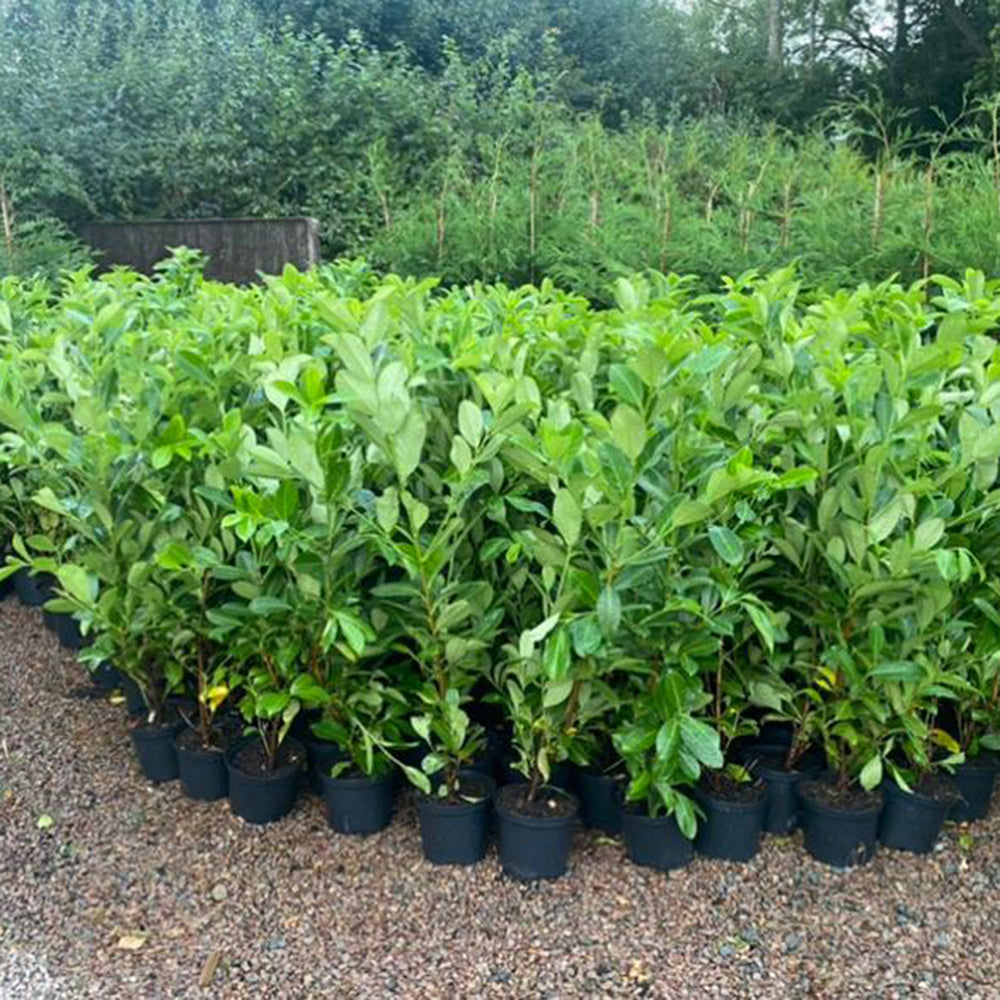 3-4ft Tall Cherry Laurel Hedging Plants Multi Stem A+ Grade