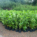 3-4ft Tall Cherry Laurel Hedging Plants Multi Stem A+ Grade
