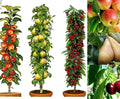 3 Pillar Fruit Trees Apple, Cherry & Pear Garden Patio Terrace25