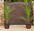 Hardy Phoenix Palm Trees 60-80cm Tall in a 15cm Pot