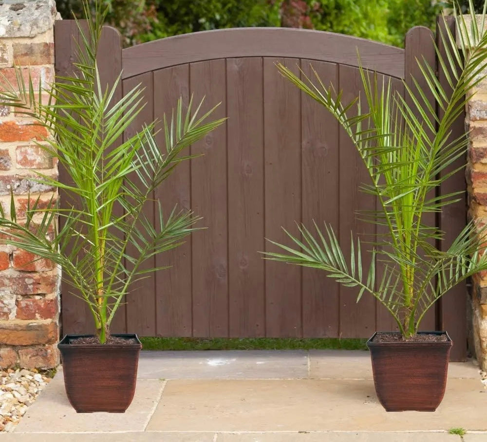 Hardy Phoenix Palm, 2 Trees 60-80cm 15cm pot Tall Pot Exotic Patio Plants