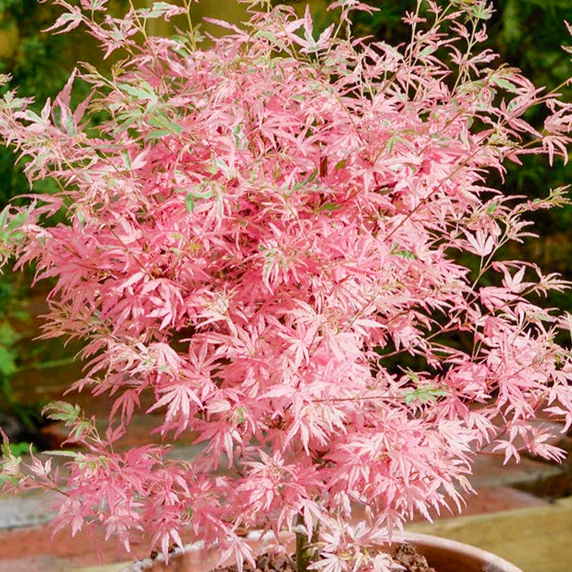 Acer palmatum Taylor - Japanese Maple Tree | 20-30cm incl. Pot