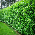 (1.5-2ft) Tall Cherry Laurel Hedging Plants