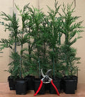 10X 4FT/4FT+ LARGE GREEN LEYLANDII EVERGREEN HEDGING TREES 3L POTTED