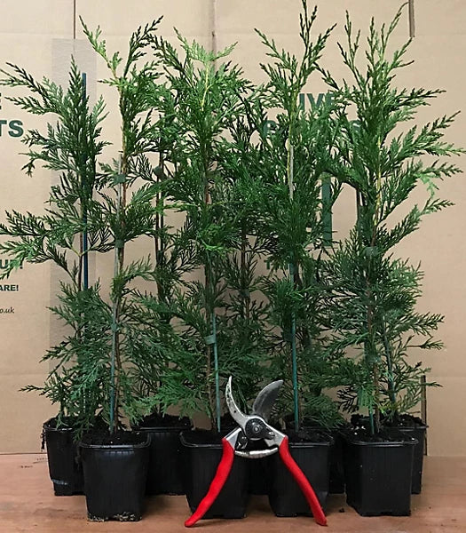 10X 4FT/4FT+ LARGE GREEN LEYLANDII EVERGREEN HEDGING TREES 3L POTTED