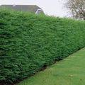 15x Green Leylandii Hedging 40-60cm Evergreen Conifer