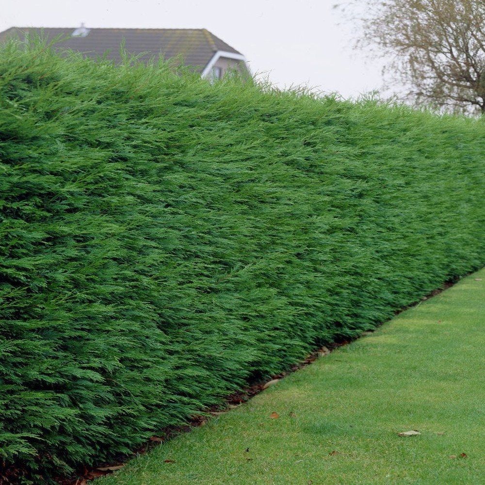 15x Green Leylandii Hedging 40-60cm Evergreen Conifer