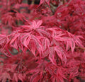 Acer Palmatum 'Shirazz' Japanese Maple Tree 3L Pot 25-30cm