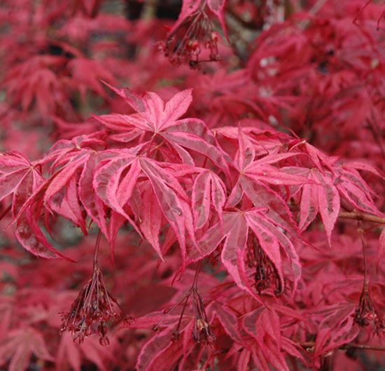 Acer Palmatum 'Shirazz' Japanese Maple Tree 3L Pot 25-30cm