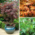 Japanese Maple Acer Trees Shrubs 3 Established Plant Varieties in 10.5cm Pots
