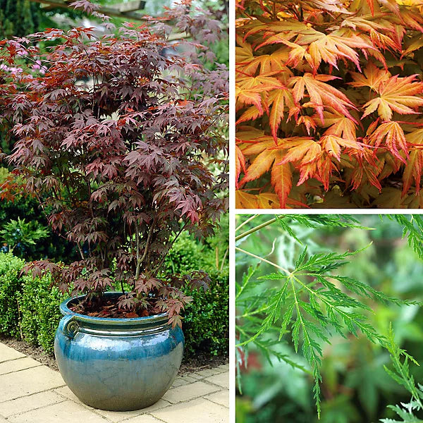 Japanese Maple Acer Trees Shrubs 3 Established Plant Varieties in 10.5cm Pots