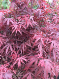 Acer palmatum Shaina - Japanese Maple Tree | Large Outdoor Garden Ready Plant