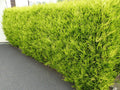 10x Golden Leylandii Evergreen Hedging Plants 20-30cm in 9cm Pots