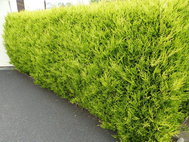 10x Golden Leylandii Evergreen Hedging Plants 20-30cm in 9cm Pots