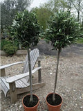 Pair of Hardy Standard Olive Trees 80cm Tall in 18cm Pots - Potted Trees for Gar