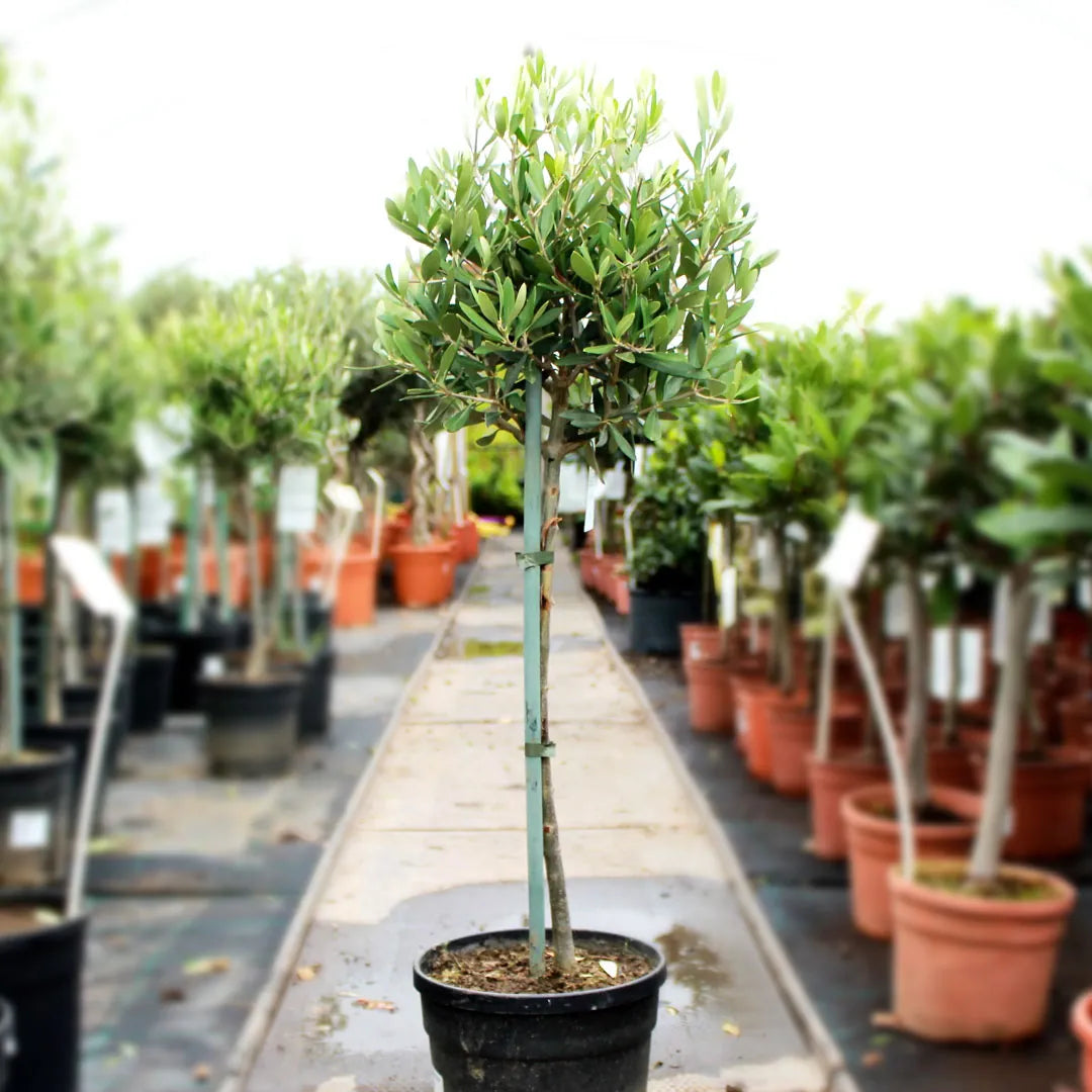 1x Hardy Standard Olive Tree 80cm Tall in 18cm Pot