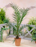 Pair of Hardy Phoenix Palms 1m 20cm Pot, Canary Island Date Palm, Exotic Tropica