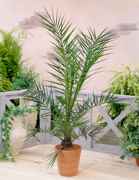 Pair of Hardy Phoenix Palms 1m 20cm Pot, Canary Island Date Palm, Exotic Tropica