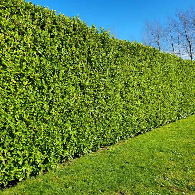 10x Griselinia littorails hedging plants 30-40cm evergreen fast growth 10cm pots