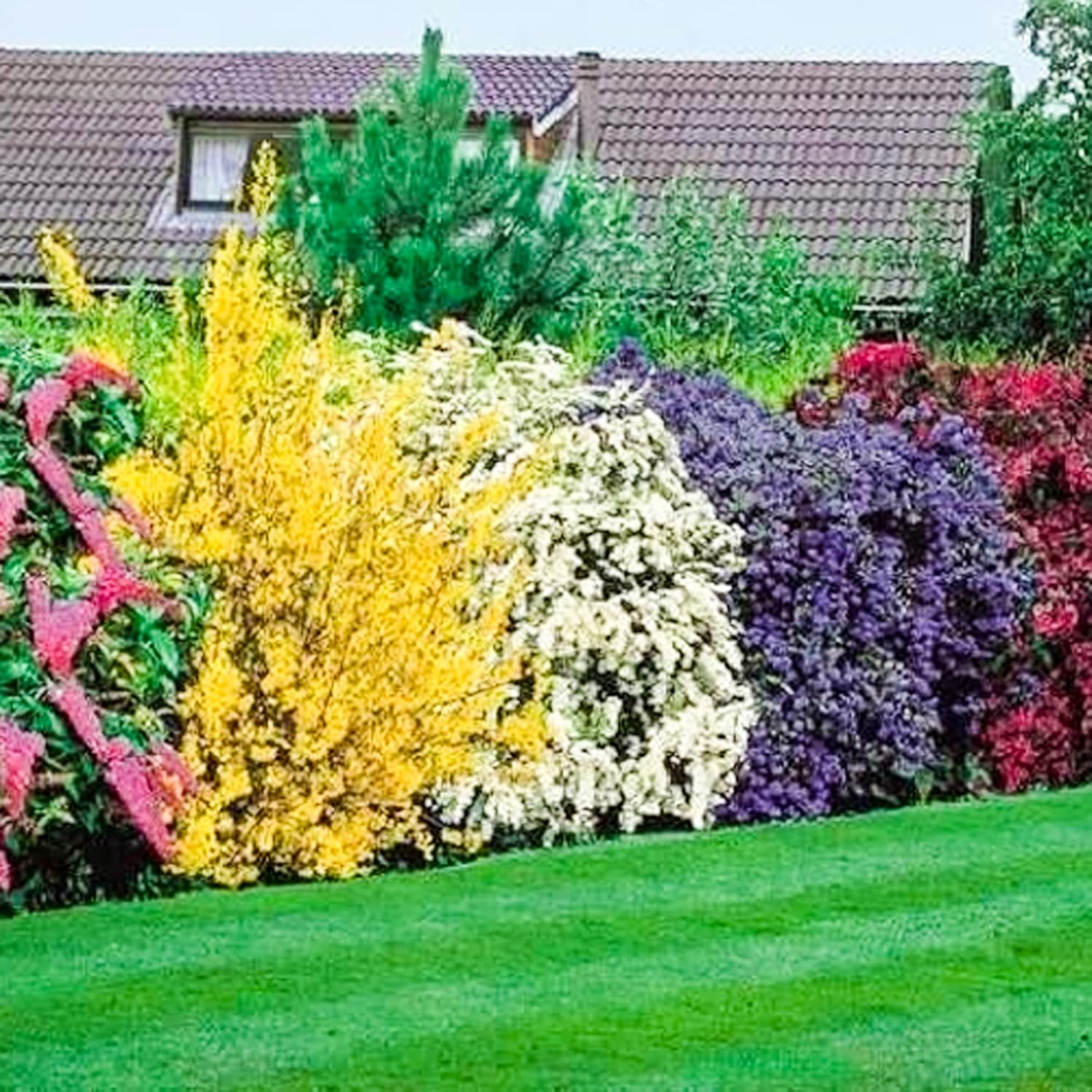 10X MIXED ESTABLISHED GARDEN SHRUBS - HIGH QUALITY POTTED PLANTS NOT PLUG PLANTS