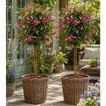 Pair of Potted Fuchsia Trees 65-80cm Tall