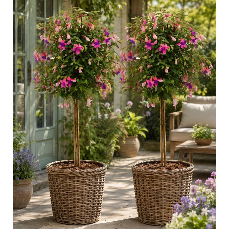 Pair of Potted Fuchsia Trees 65-80cm Tall