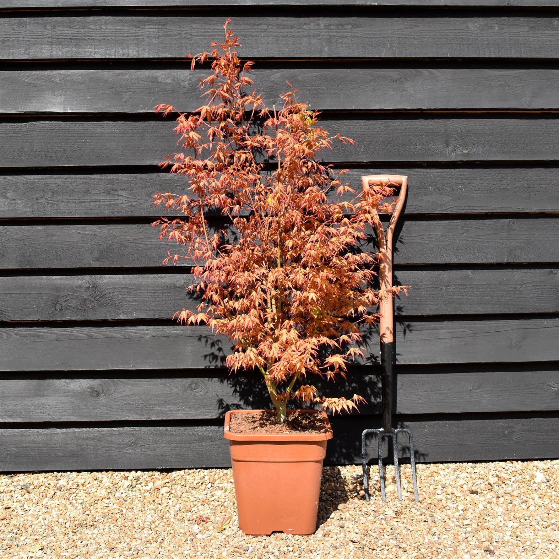 Acer palmatum Katsura 7.5L 120-150cm plant
