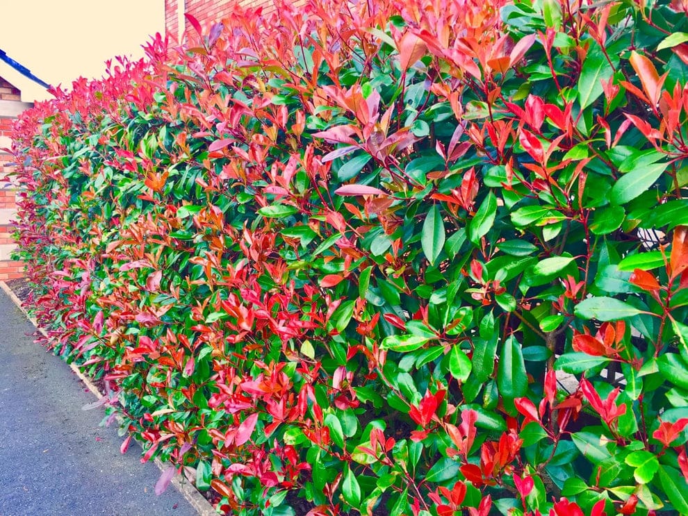 Christmas Berry / Photinia fraseri 'Red Robin' 35-45cm Tall grown in 9cm pots