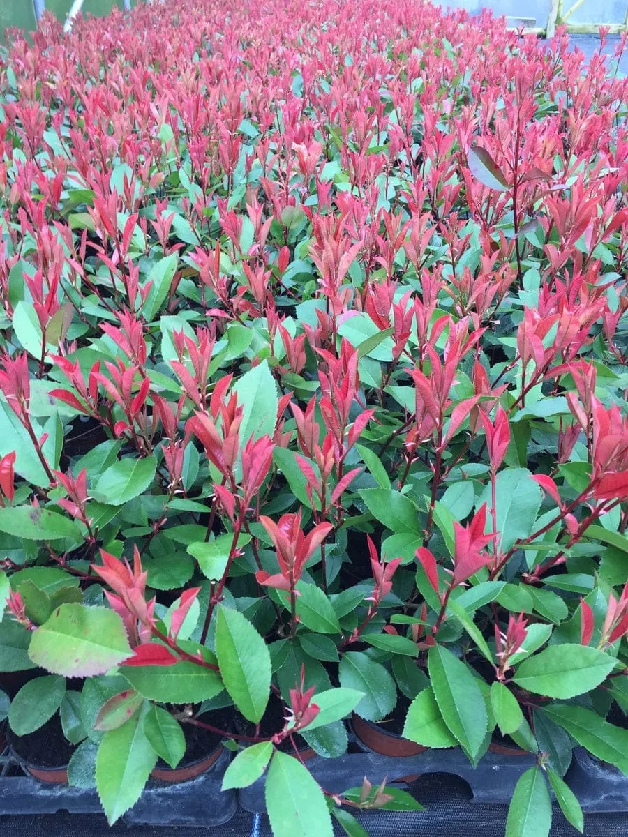 Christmas Berry / Photinia fraseri 'Red Robin' 35-45cm Tall grown in 9cm pots