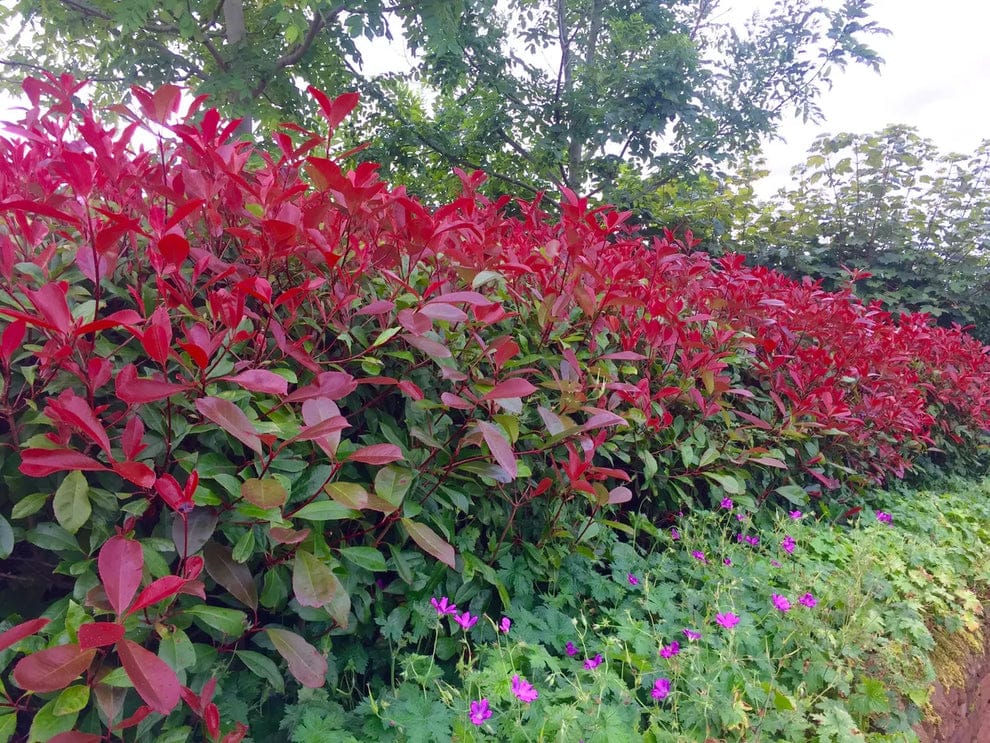 Christmas Berry / Photinia fraseri 'Red Robin' 35-45cm Tall grown in 9cm pots