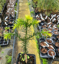 Monkey Puzzle Tree 3 year old tree in a 1L Pot