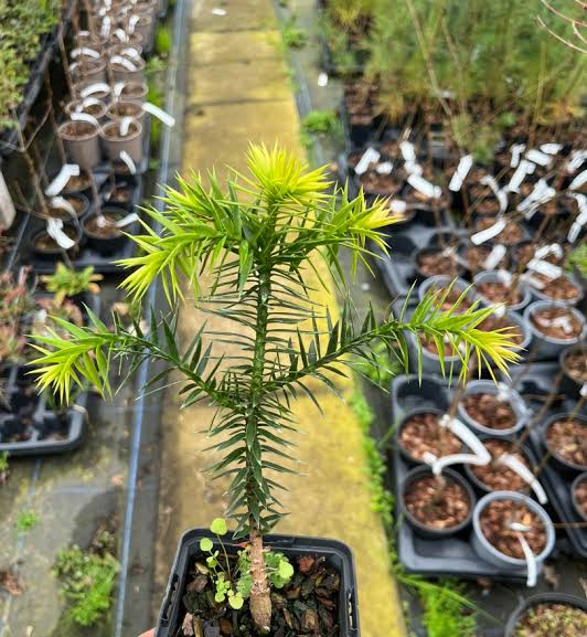 Monkey Puzzle Tree 3 year old tree in a 1L Pot