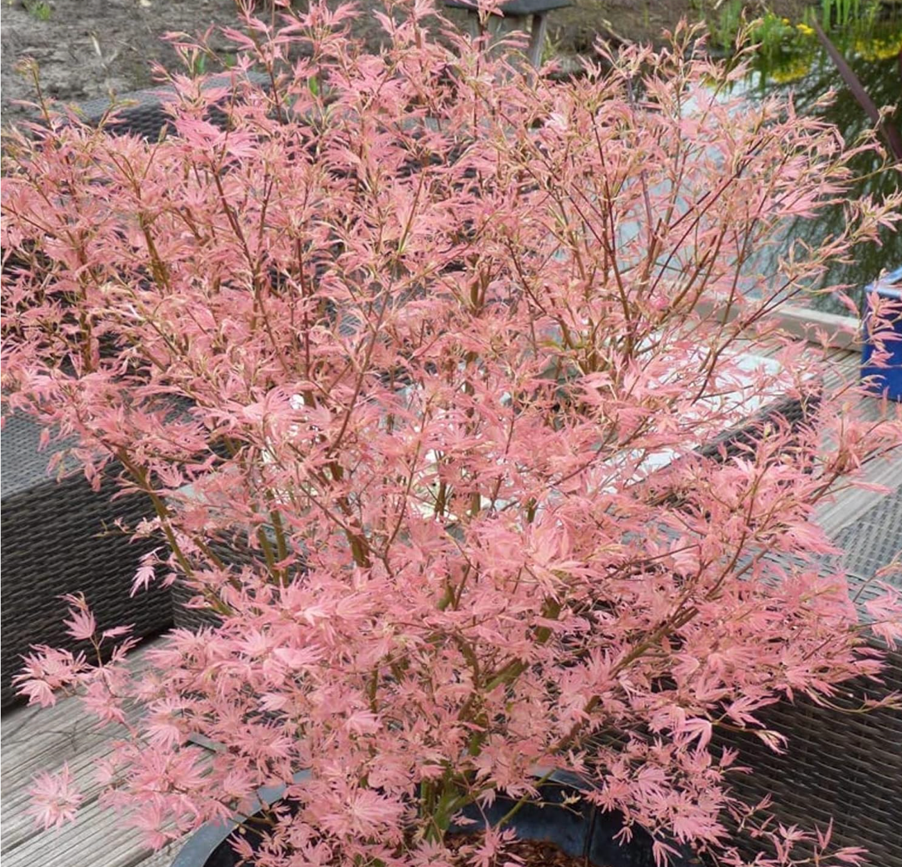 Acer palmatum Taylor - Japanese Maple Large Outdoor Garden Ready Tree in Pot | 5