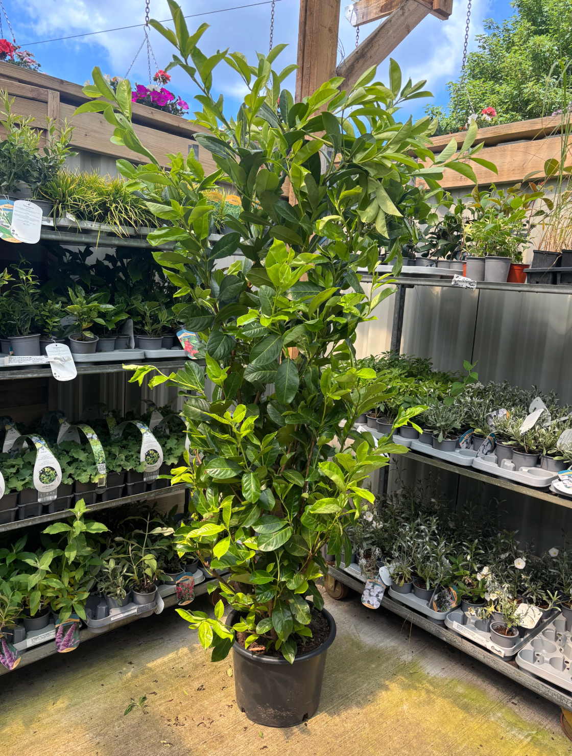 20x 6-7ft INSTANT Hedge Cherry Laurel Healthy Established Evergreen