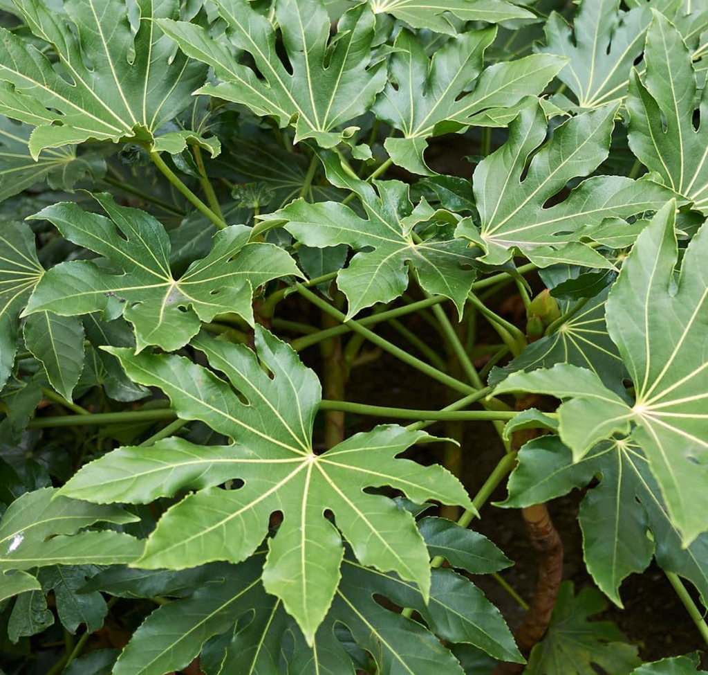 Fatsia Japonica Japanese Aralia, Garden Ready, 40cm Tall in a 17cm Pot, Evergreen, Easy to Care for, Shade Loving Plants
