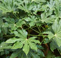 Fatsia Japonica Japanese Aralia, Garden Ready, 40cm Tall in a 17cm Pot, Evergreen, Easy to Care for, Shade Loving Plants