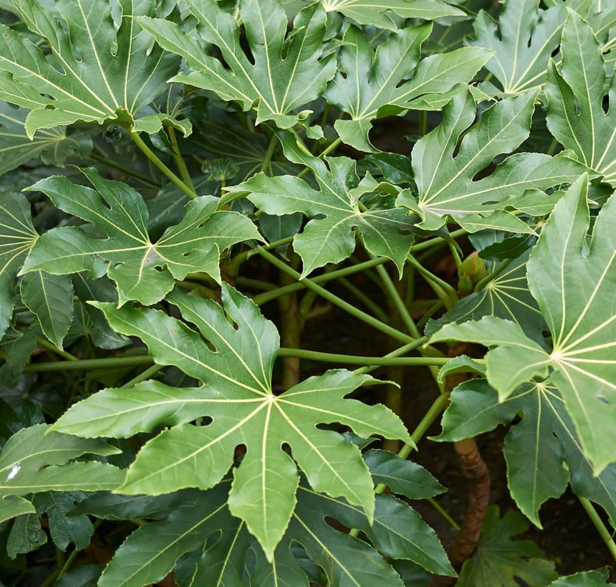 Fatsia Japonica Japanese Aralia, Garden Ready, 40cm Tall in a 17cm Pot, Evergreen, Easy to Care for, Shade Loving Plants