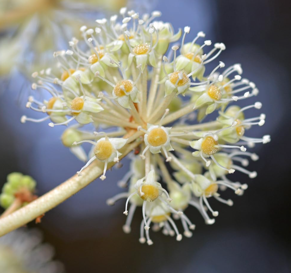 Fatsia Japonica Japanese Aralia, Garden Ready, 40cm Tall in a 17cm Pot, Evergreen, Easy to Care for, Shade Loving Plants